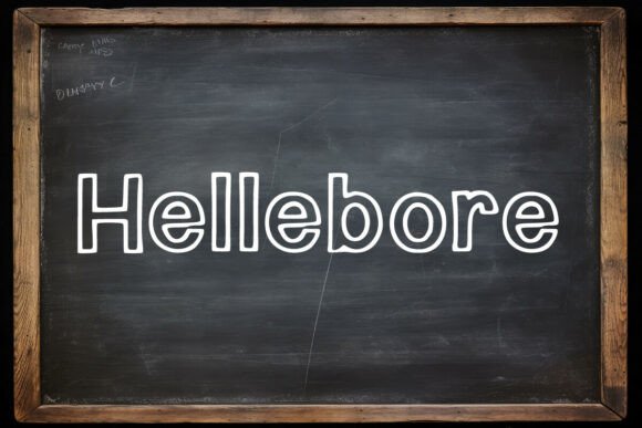 Hellebore: The Versatile Display Font for Modern Branding